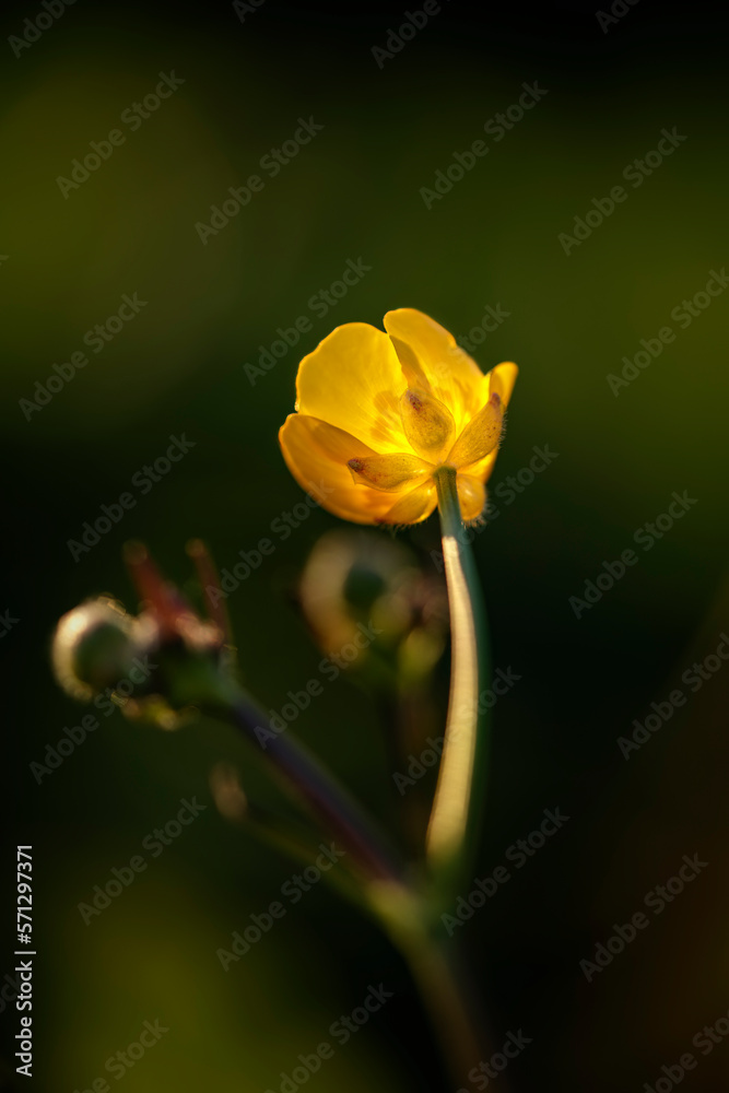 Wild yellow flower at sunset against dark background Wild yellow flower at sunset against dark background