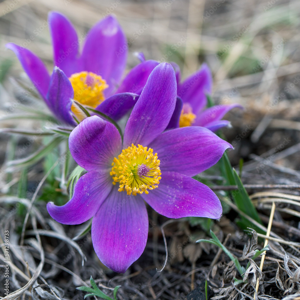 Delicate Anemone pulsatilla flowers in spring Delicate Anemone pulsatilla flowers in spring