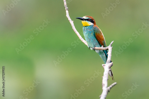 colorful European bee-eater bird sitting on a tree branch with a green background in South Moravia