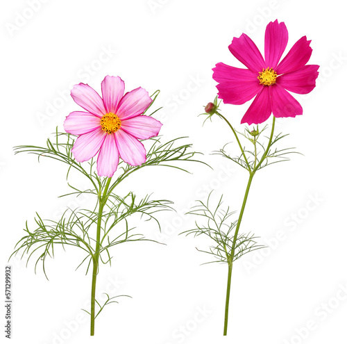 Different colored cosmos flowers  garden flower with transparent background