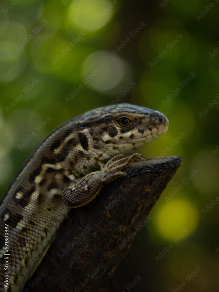 Naklejka premium Lizard on a branch and green blurry background. Sand lizard (Lacerta agilis)