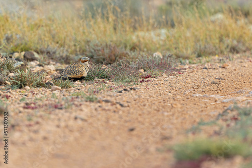 A male black-bellied sandgrouse  Pterocles orientalis  foraging in the arid landscape of Fuerteventura Spain.