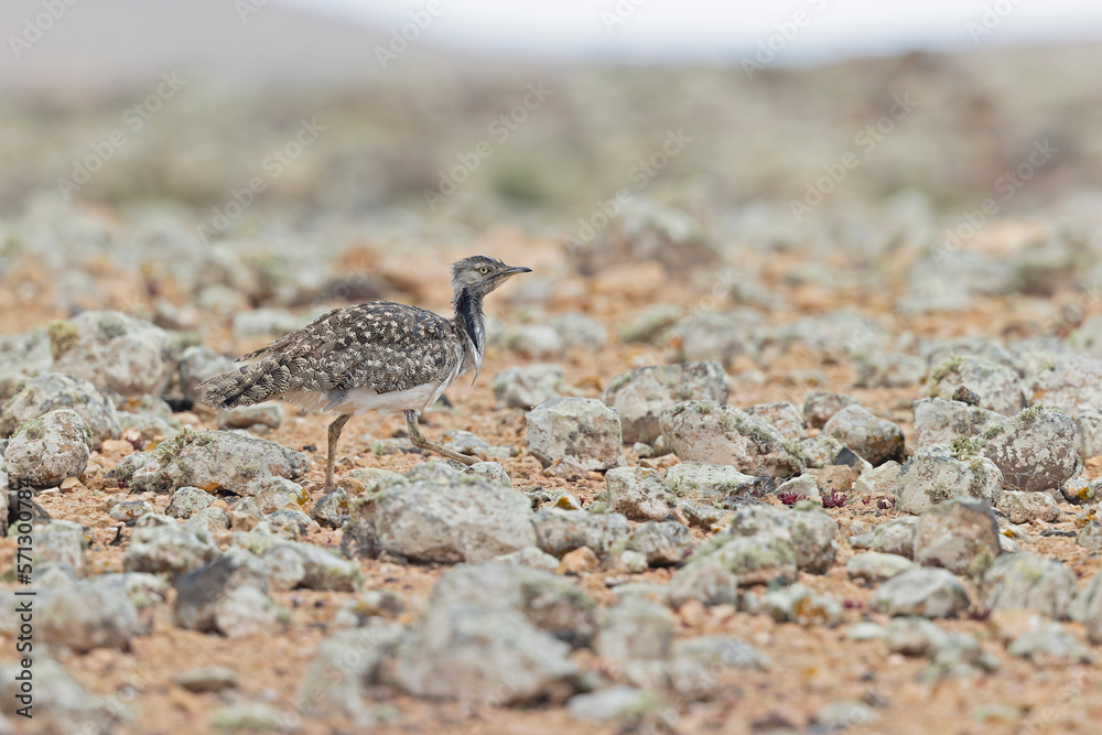 A Canarian houbara (Chlamydotis undulata fuertaventurae) foraging in the arid landscape of Fuerteventura Spain. A Canarian houbara (Chlamydotis undulata fuertaventurae) foraging in the arid landscape of Fuerteventura Spain.