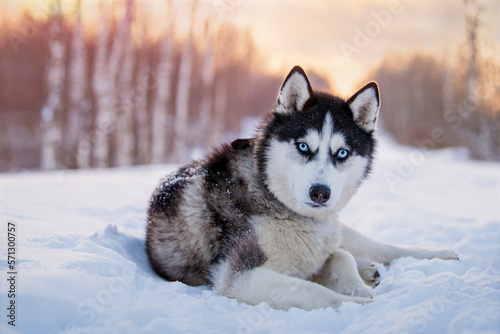 black and white siberian husky with blue eyes walks in the snow in winter against the background of the evening sky