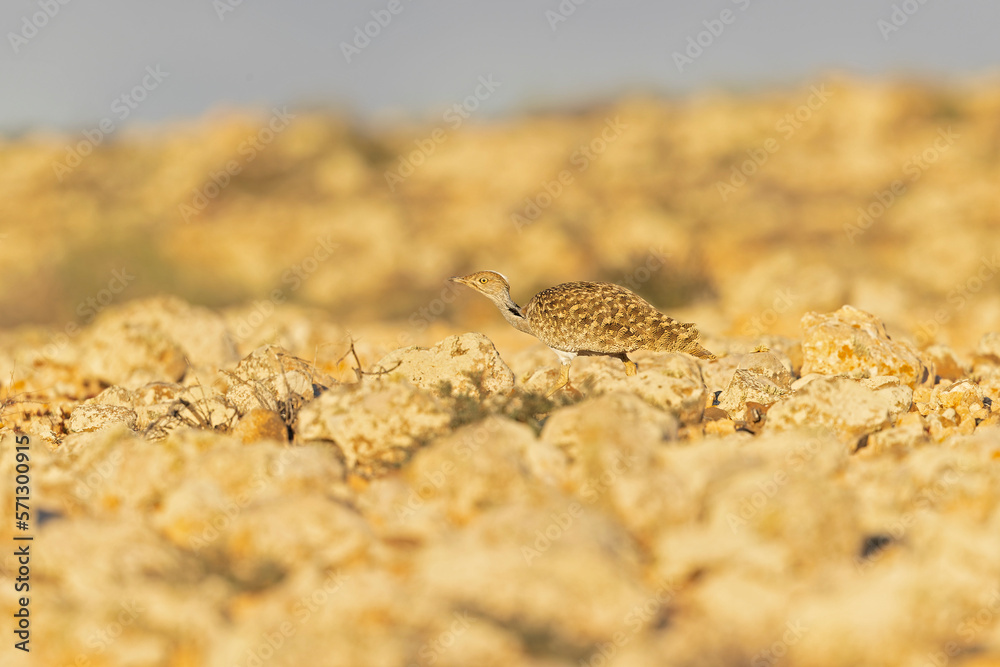 A Canarian houbara (Chlamydotis undulata fuertaventurae) foraging in the arid landscape of Fuerteventura Spain.