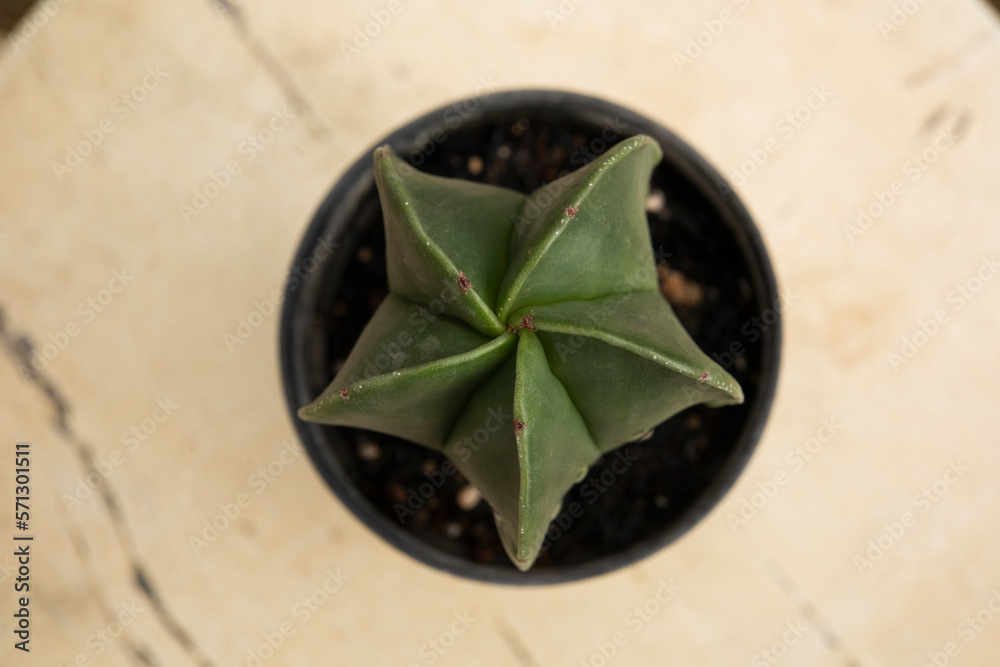 photo macro of baby cacti, grown in pots for decoration and ornament (selective focus)