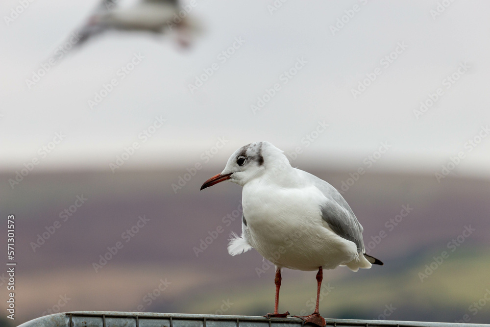 Fototapeta premium seagull on the pier