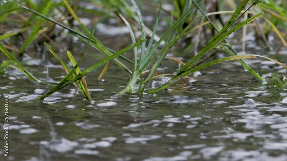 Splashes of rainwater that fall on the grass do not absorb completely and create puddles Splashes of rainwater that fall on the grass do not absorb completely and create puddles
