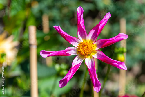 purple and yellow flower