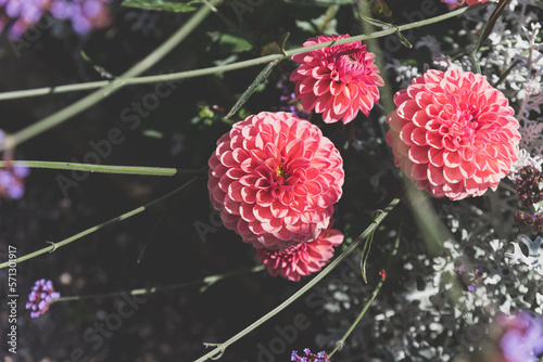 Pink dhalias in the garden