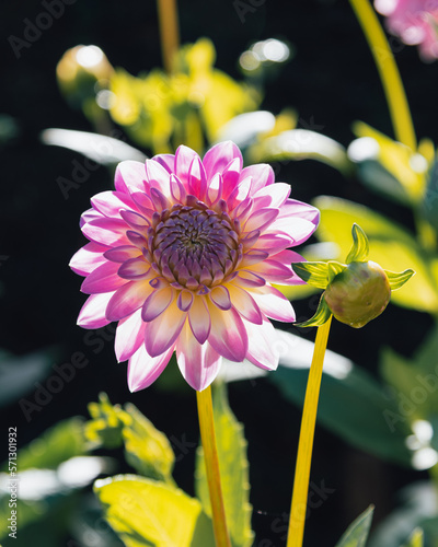 close up of a pink flower