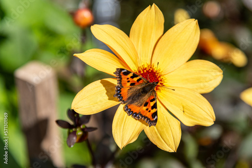 butterfly on yellow flower