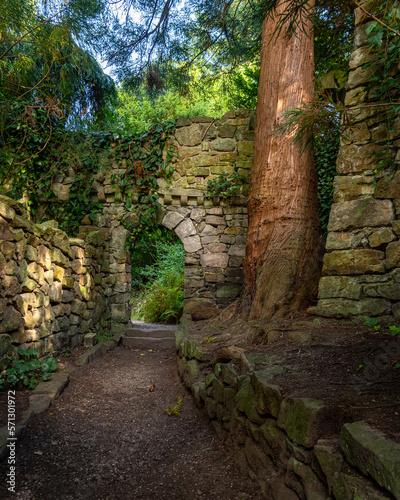 stone wall in the forest