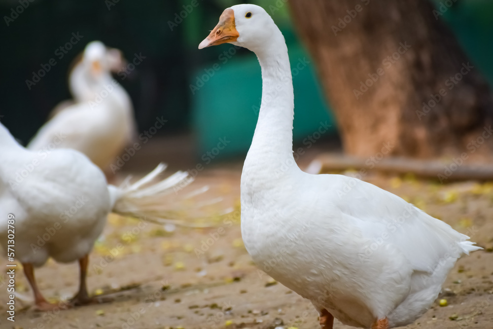 Close up White ducks inside Lodhi Garden Delhi India, see the details and expressions of ducks during evening time Close up White ducks inside Lodhi Garden Delhi India, see the details and expressions of ducks during evening time