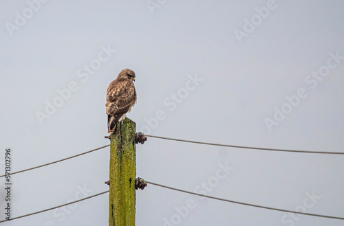 Buzzard photo