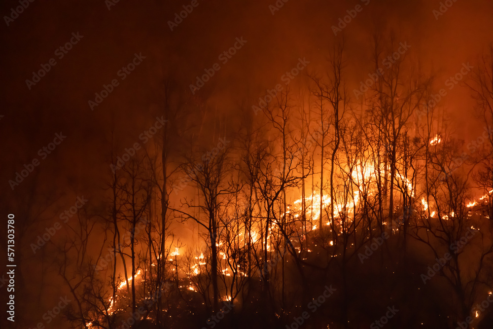 The biggest cause of forest loss is agricultural deforestation ,environmental damage in Southeast Asia , global warming and environment.