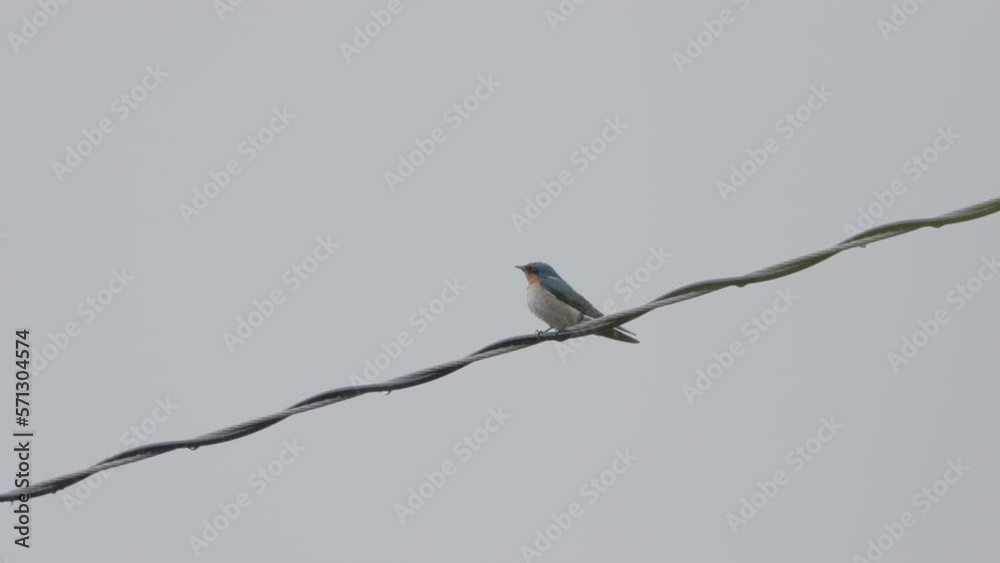 A Pacific swallow (Hirundo tahitica) perched on a power line during heavy rain A Pacific swallow (Hirundo tahitica) perched on a power line during heavy rain