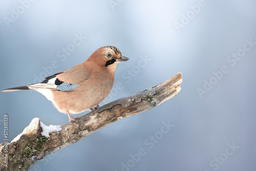 Bird Eurasian Jay Garrulus glandarius sitting on the branch Poland, Europe