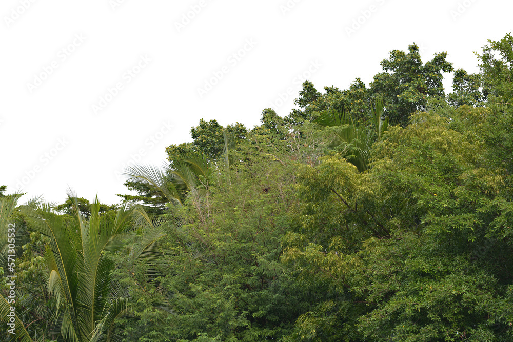 Green bush isolated transparency background.