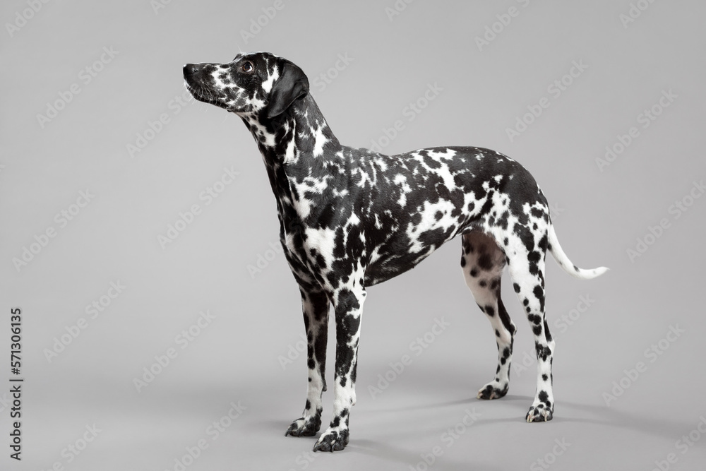 cute dalmatian puppy dog portrait standing on the floor in the studio looking to the side