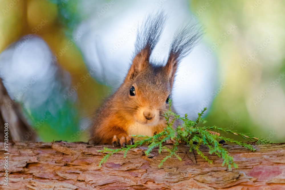 Fototapeta premium cute young squirrel portrait on tree at park, wildlife