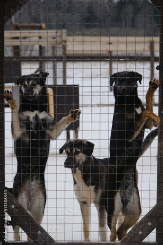Kennel of northern sled dogs. Three black Alaskan Husky puppies stand on their hind legs in snow outside enclosure fence in winter. Concept of shelter for lost unwanted pets waiting for adoption.
