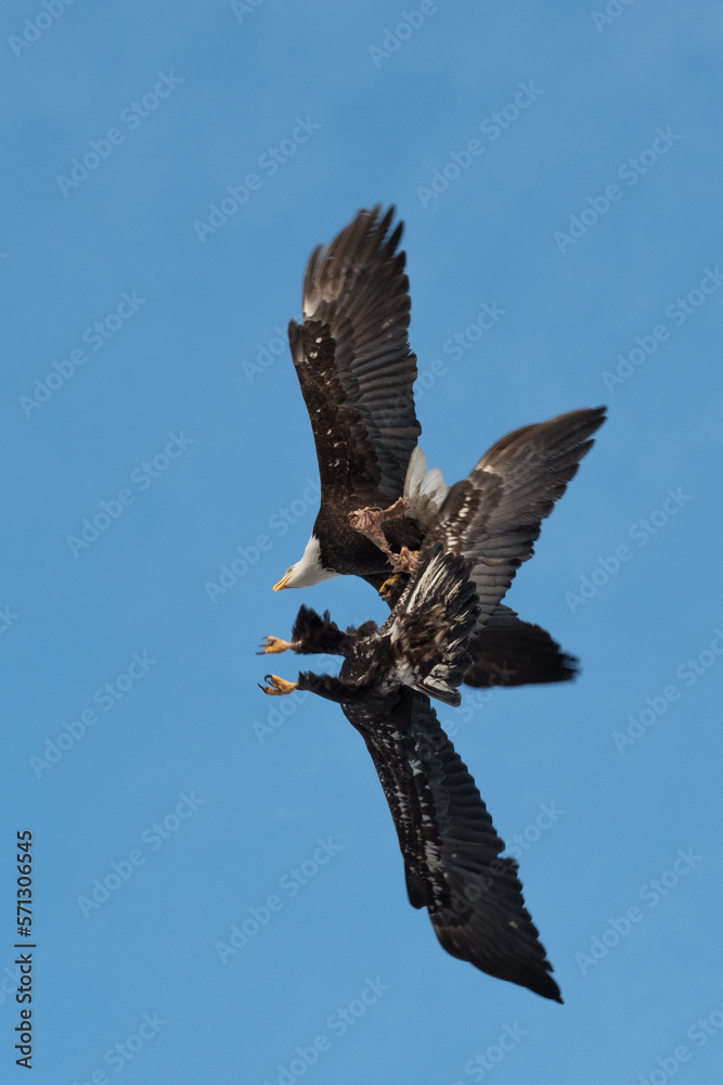 Obraz premium Eagle Fight Airborne