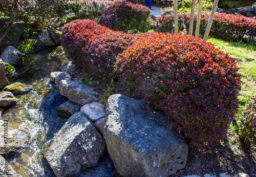 Obraz na plátně Red leaves of the bushes in the Japanese garden in Wroclaw and in the left corne