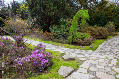 Excellent stone garden path and purple Rhododendon bush blossoms and weeping fir tree in Japanese garden