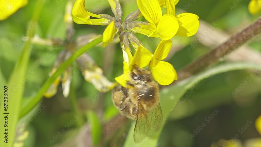 Bee feeding on horseshoe vetch nectar Bee feeding on horseshoe vetch nectar
