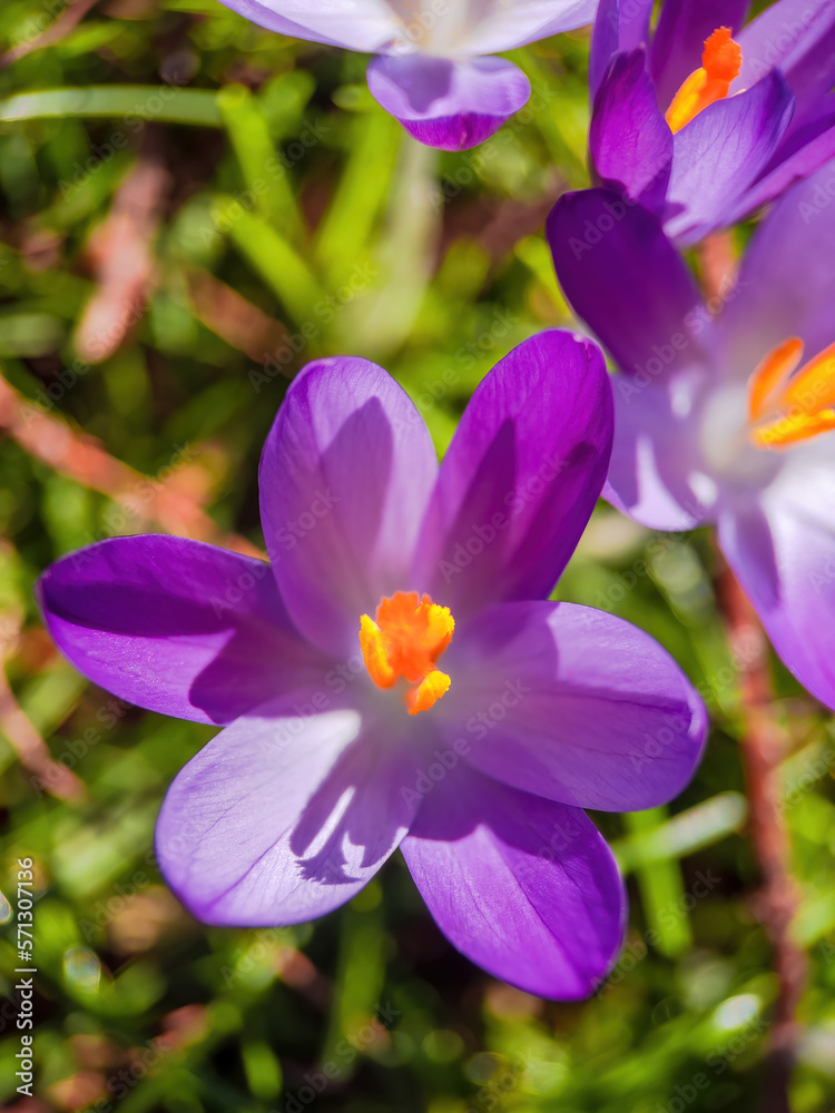 closeup of wild crocus flowers blooming on green grass under sunlight closeup of wild crocus flowers blooming on green grass under sunlight