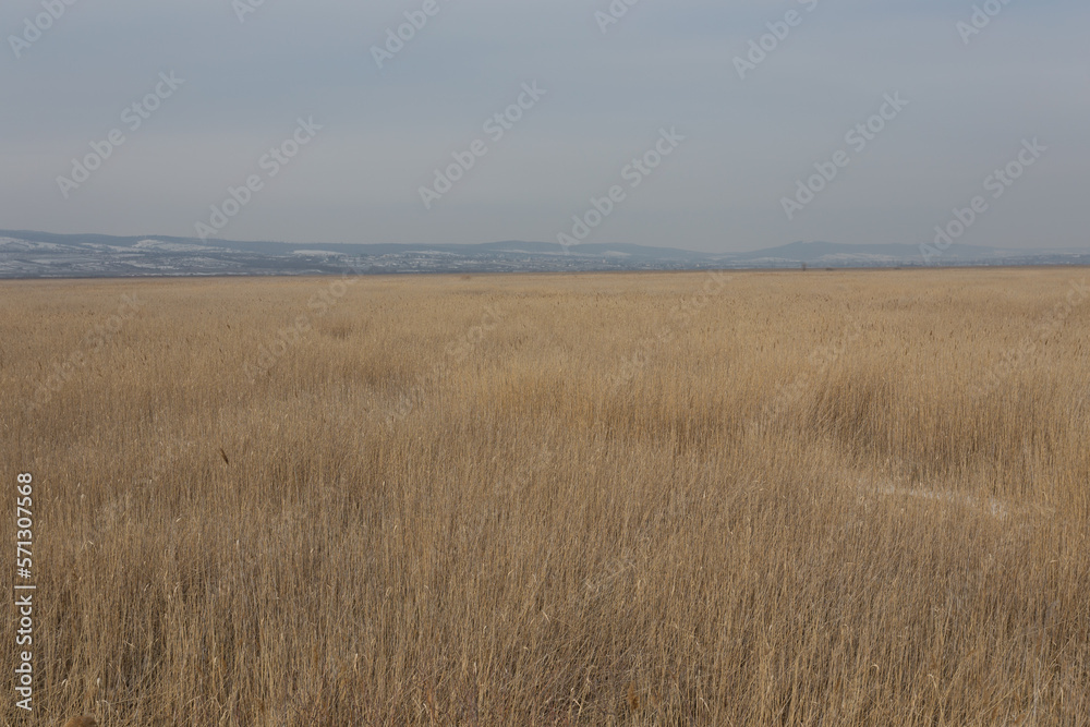 Schilffläche am Neusiedlersee Schilffläche am Neusiedlersee