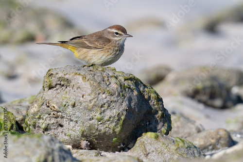 A palm warbler pauses on a beach stone while foraging at Honeymoon Island State Park in Dunedin, Florida. photo