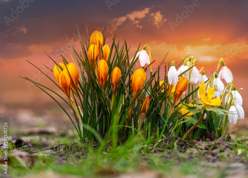 Beautiful fresh snowdrops and yellow crocus flowers outdoors, in the sprintime