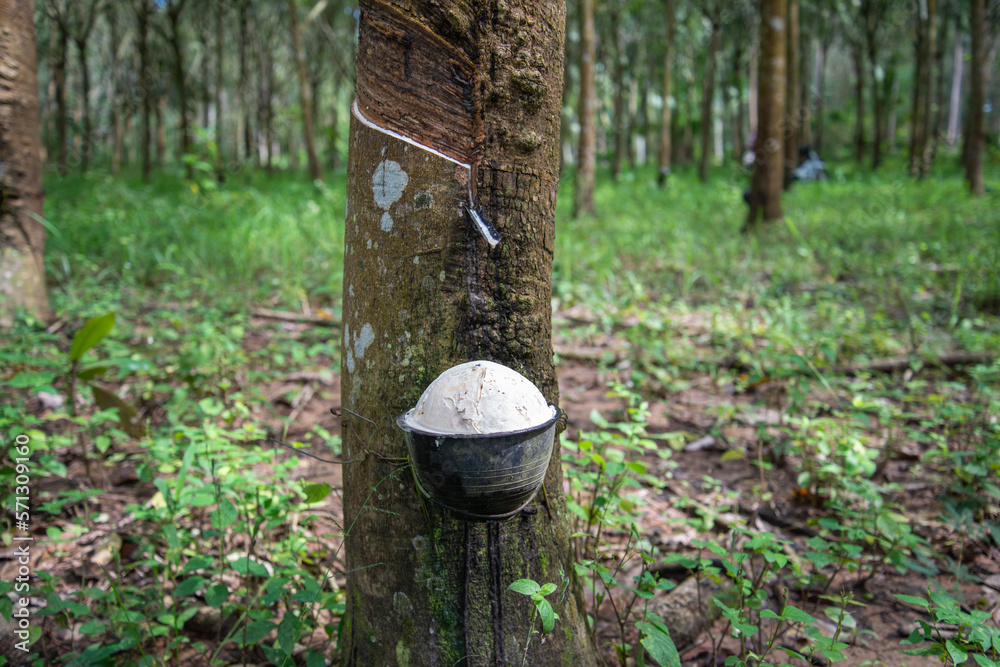 THAILAND PRACHUAP BANG SAPHAN RUBBER TREE THAILAND PRACHUAP BANG SAPHAN RUBBER TREE