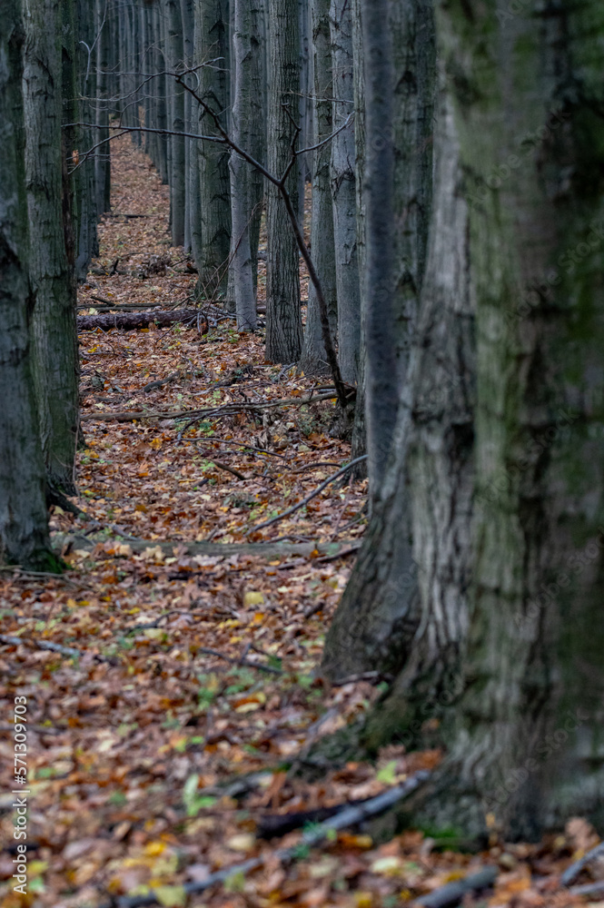 tree row of linden trunks in a forest in the White Carpathians in the Czech Republic
tree row of linden trunks in a forest in the White Carpathians in the Czech Republic