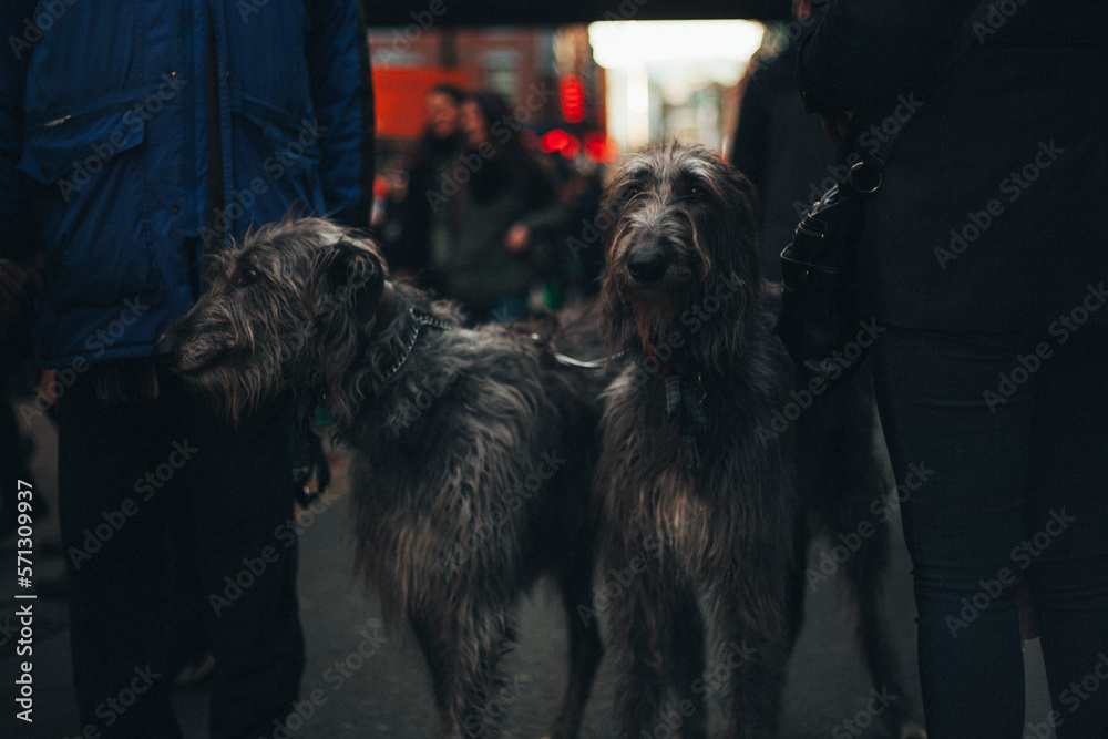 2 Deerhounds grey close up in the street