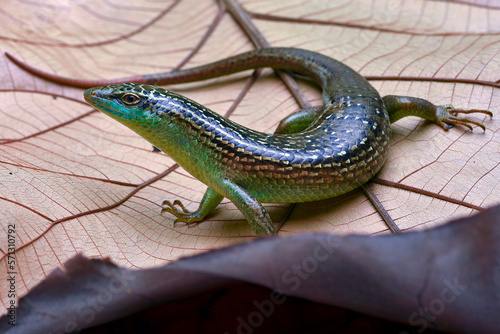 olive tree skink on a dried leaf