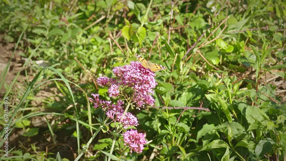 Painted lady, (Vanessa Cardui) feeding on Red Valerian flower Painted lady, (Vanessa Cardui) feeding on Red Valerian flower