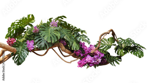 Tropical vibes plant bush floral arrangement with tropical leaves Monstera and fern and Vanda orchids tropical flower decor on tree branch liana vine plant
