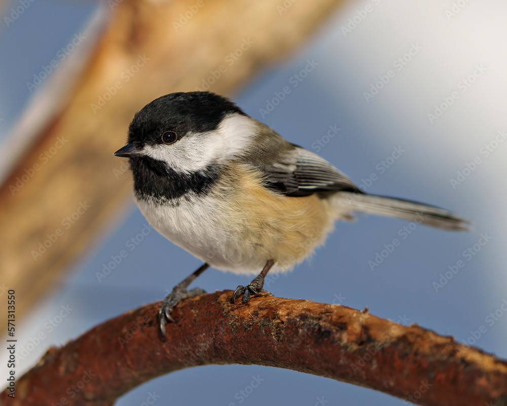 Chickadee Image and Photo. Close-up side view perched on a branch with a blur forest background in its habitat surrounding and environment displaying feather plumage, body, head, eye, beak. Chickadee Image and Photo. Close-up side view perched on a branch with a blur forest background in its habitat surrounding and environment displaying feather plumage, body, head, eye, beak.