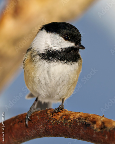 Chickadee Image and Photo. Close-up front view perched on a branch with a blur forest background in its habitat surrounding and environment displaying feather plumage, body, head, eye, beak.