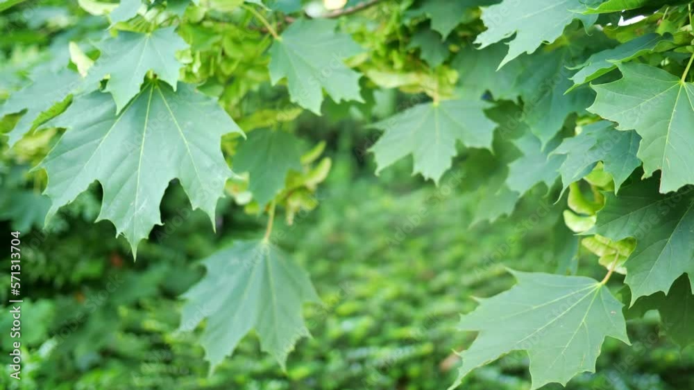 Green leaves on the acorn tree. Nature spring and summer background. Green leaves on the acorn tree. Nature spring and summer background.