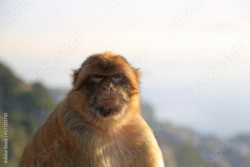 Portrait of the magot against the background of the sky and nature of Gibraltar. Monkey in the wild.