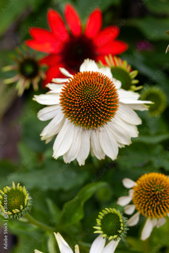 Blume weißer Sonnenhut (Echinacea) im Garten Blume weißer Sonnenhut (Echinacea) im Garten