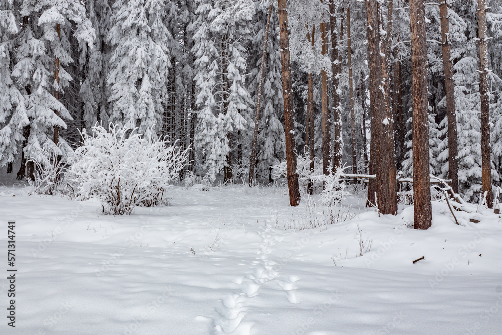 Beautiful winter landscape of pure white snow on trees in coniferous forest. Snowy weather conditions. Natural snowy texture background, fairy scene. Fir and pine wood sight, footprints on the ground. Beautiful winter landscape of pure white snow on trees in coniferous forest. Snowy weather conditions. Natural snowy texture background, fairy scene. Fir and pine wood sight, footprints on the ground.