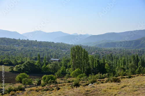 mountain range covered with pine forests, trees and bushes in the dawn with clear sky
