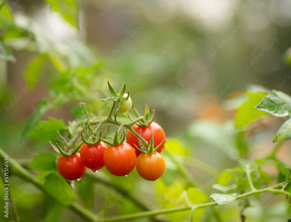 Close up of fresh red tomatoes still on tree plant	