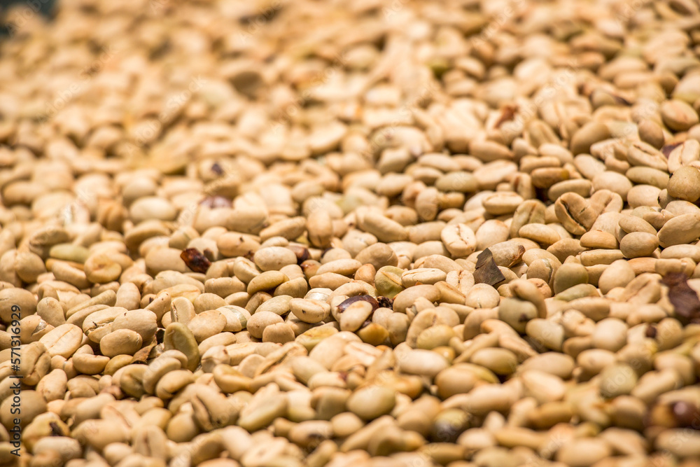 Secado de grano de cafe Secado de grano de cafe