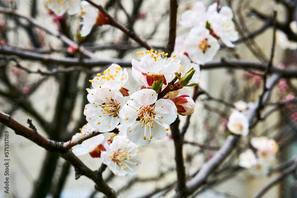 Lovely delicate flowers of spring fruit trees. Future delicious fruits Lovely delicate flowers of spring fruit trees. Future delicious fruits